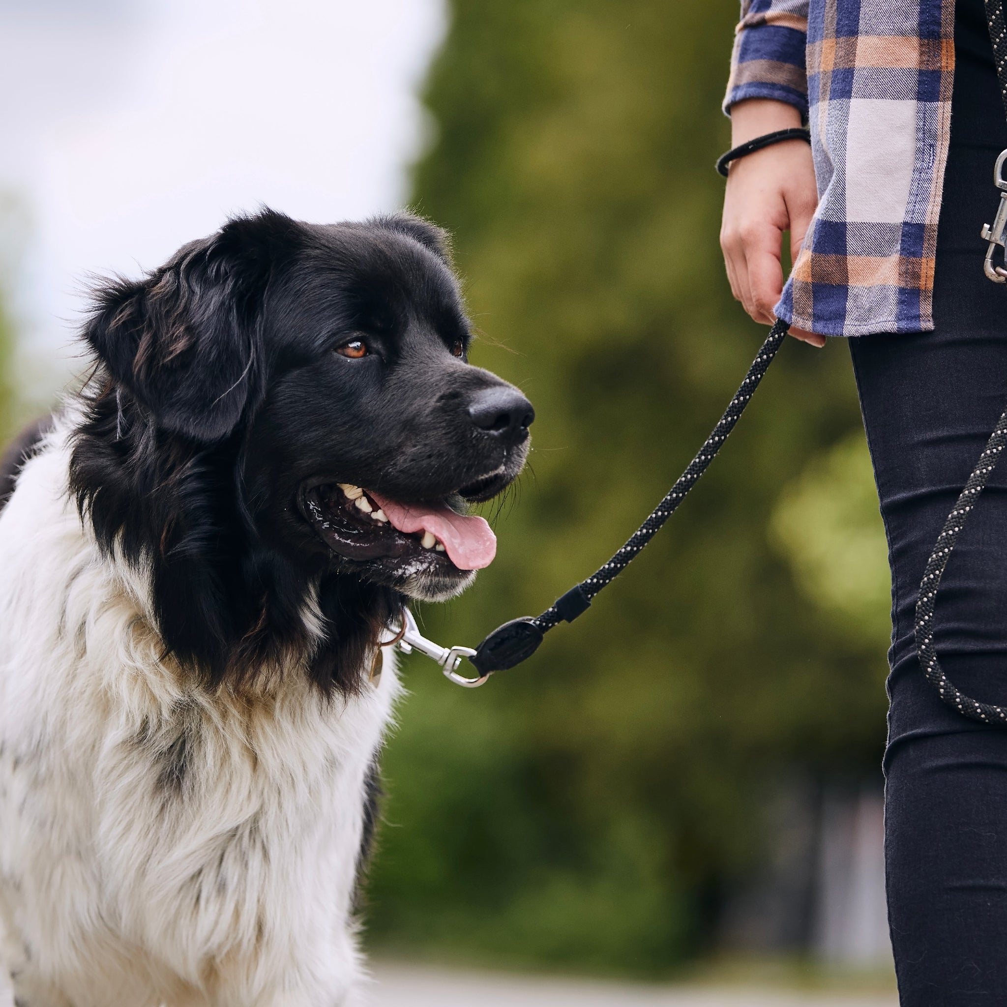 The Truth About No-Pull Harnesses — Why They’re a Game Changer