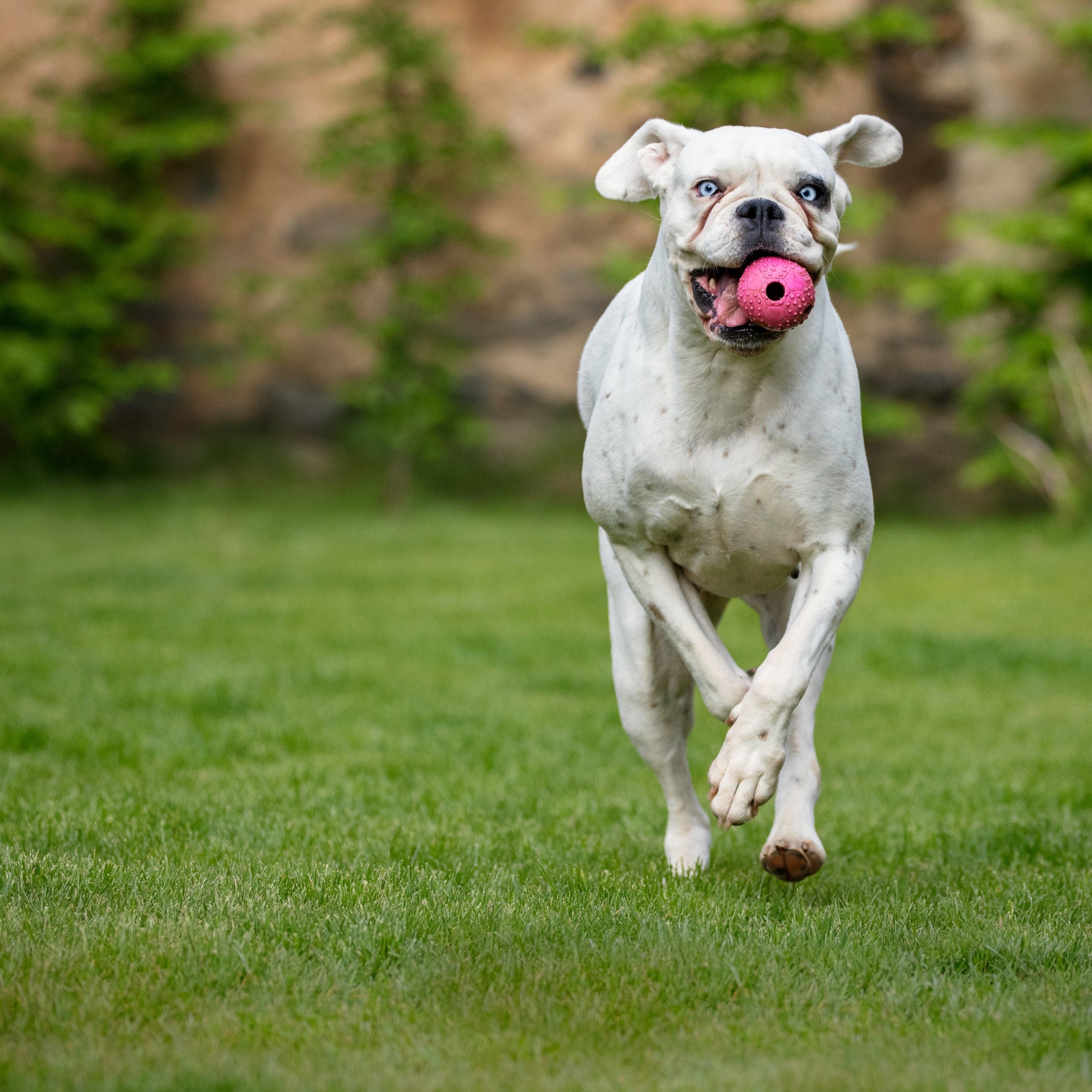 How the Automatic Ball Launcher Can Transform Playtime