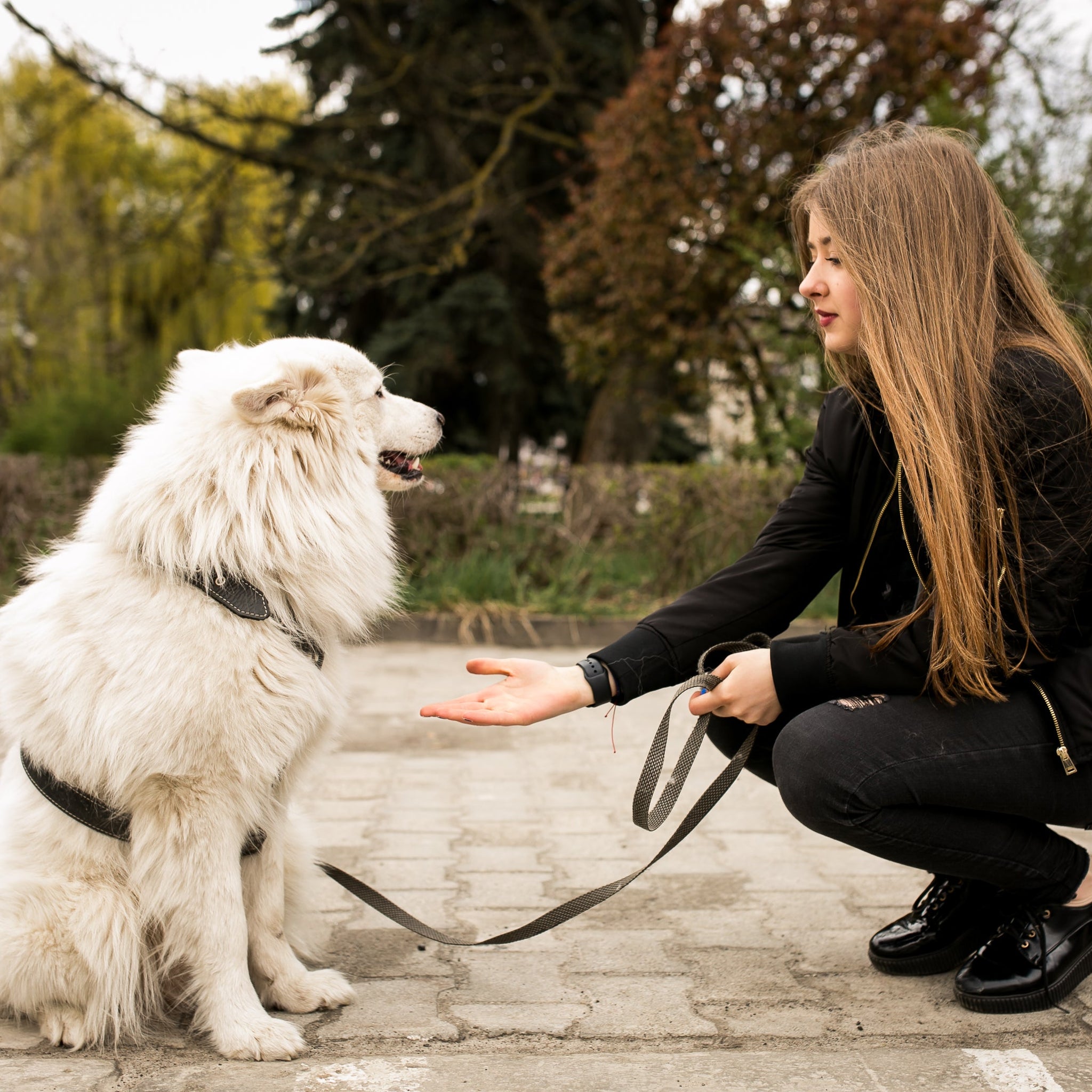 Why Every Dog Owner Needs an LED Retractable Leash