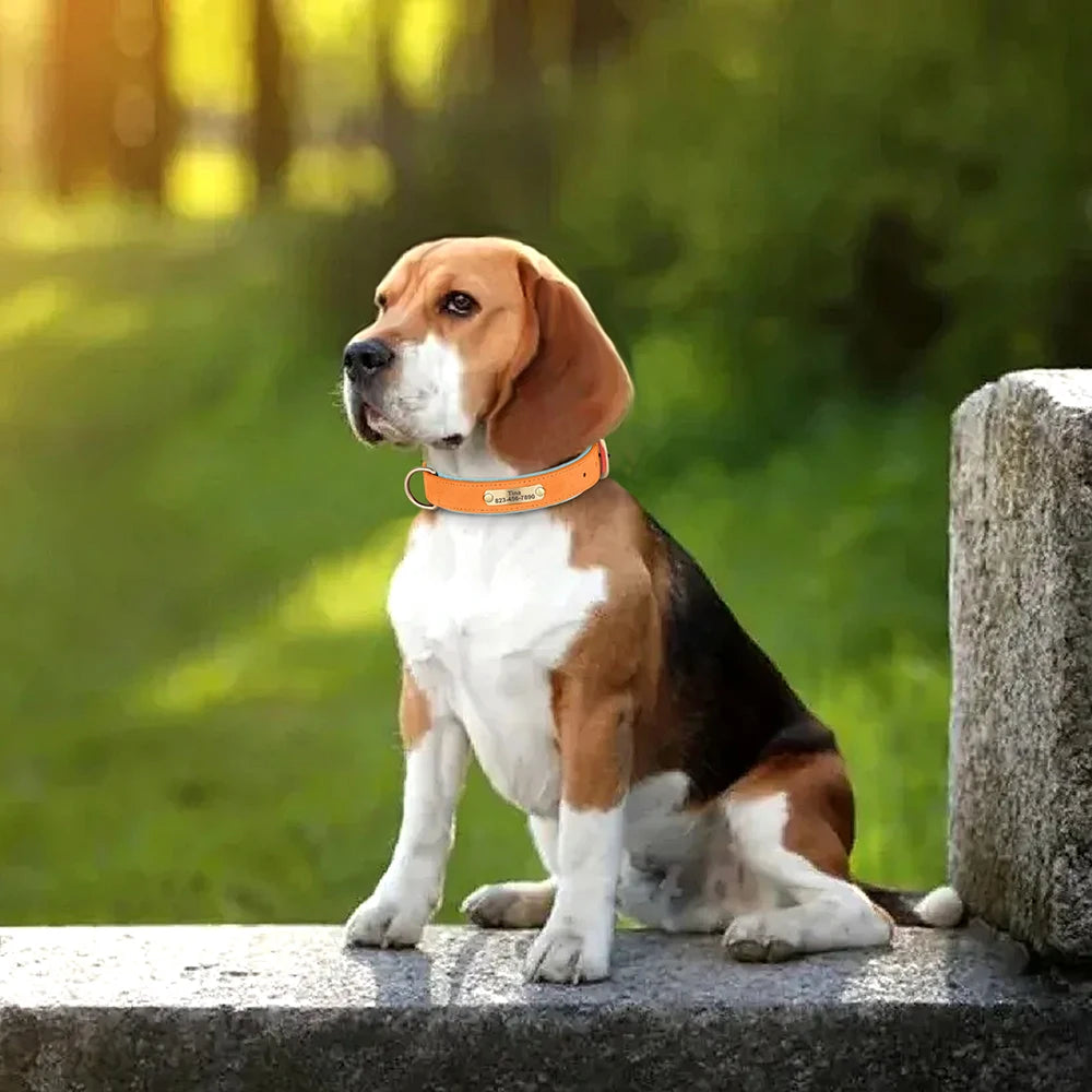 Personalized Dog Collar